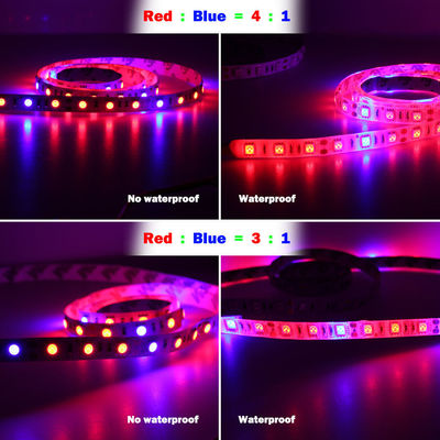 Il 5:1 blu rosso di 4:1 di 3:1 di DC12V DIY ha condotto le strisce della luce progressiva della luce 12V dell'umore per le piante